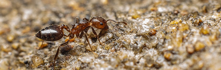 How To Get Rid of Ants