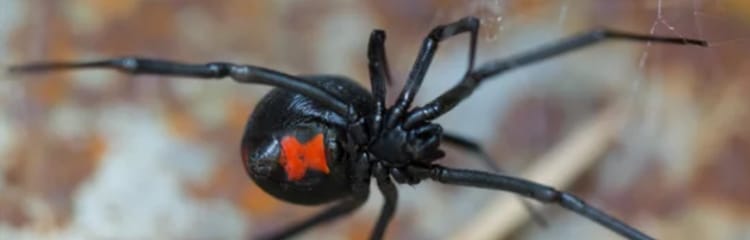 Black Widow Spider