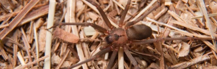 Brown Recluse Spider
