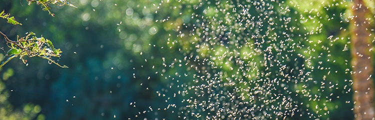 Gnats and No-See-Ums