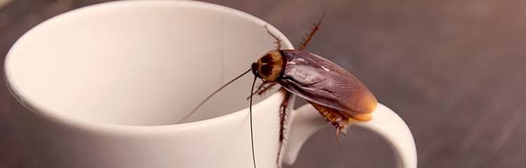 How To Get Rid of Cockroaches