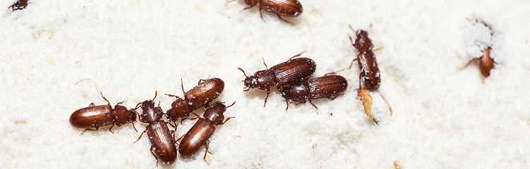 How To Get Rid of Beetles