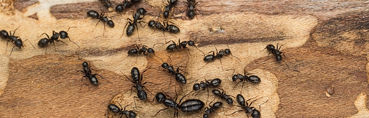 Get Rid of Carpenter Ants