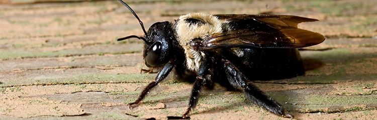 Get Rid of Carpenter Bees