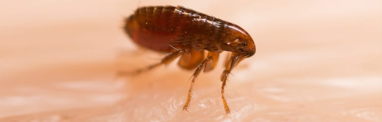 How To Get Rid of Fleas