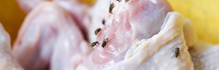 How To Get Rid Of Houseflies