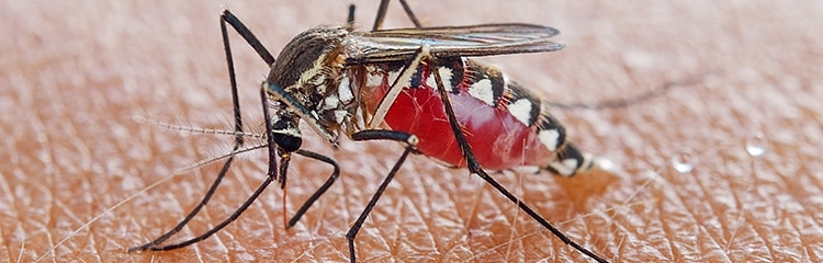 how to get rid of mosquitoes