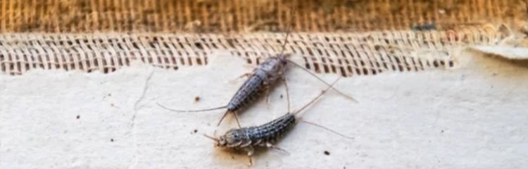 how to get rid of silverfish
