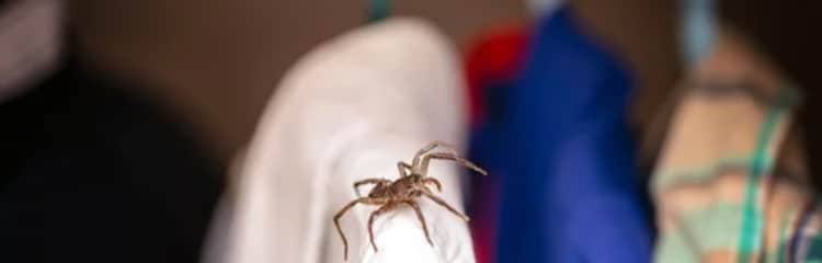 How To Get Rid of Spiders