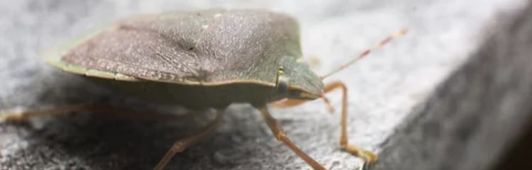 how to get rid of stink bugs