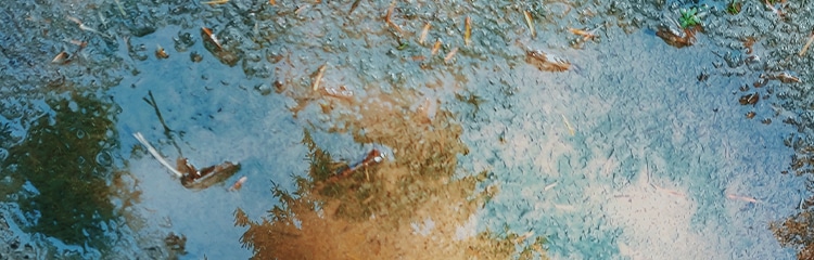 mosquito breeding ground