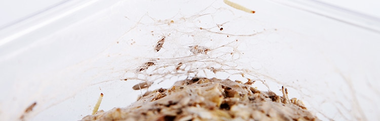 moth pest control