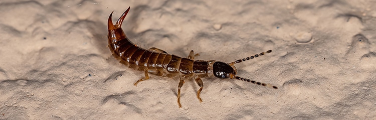 Pest Control of Earwig Bugs