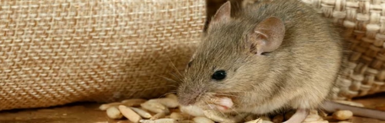 Rodent Control
