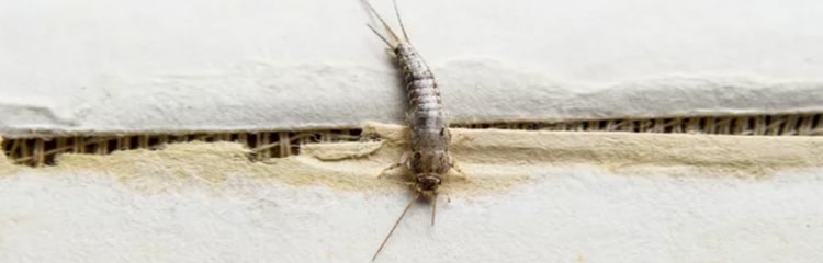Silverfish pest control