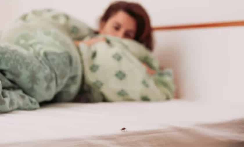 Stink Bug Pest Problem
