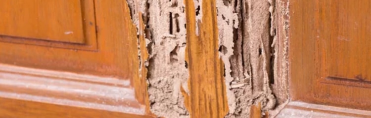 termite damage in home