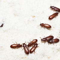 Flour Beetles