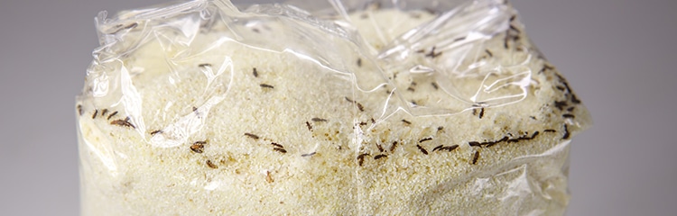 How To Get Rid of Stored Product Pests
